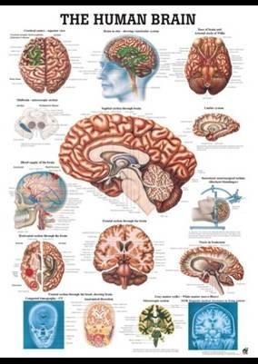 Mapa Cérebro Humano