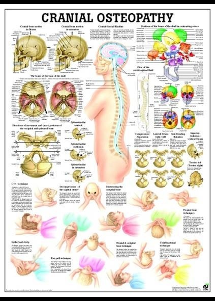 Mapa Osteopatia Cranial