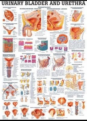 Mapa Sistema Urinário