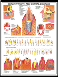 Mapa Sistema Dentário