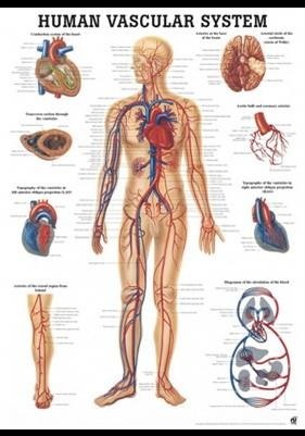 Mapa Sistema Vascular